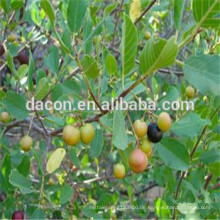 Buckthorn Rindenextrakt 5%